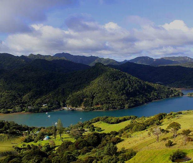 Hikers on a forested trail in Great Barrier Island, New Zealand, surrounded by native trees and ferns.