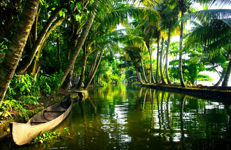 A colorful kingfisher perched on a branch overhanging the Kerala Backwaters.