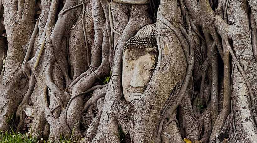 Golden light casts long shadows across the ruins of Ayutthaya, highlighting its captivating history.