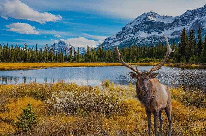 Icefields Parkway in Jasper National Park, a scenic road winding through glaciers and mountain peaks.