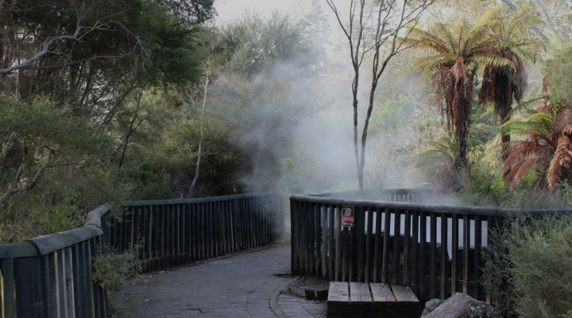 People relaxing in a natural hot pool in Rotorua, surrounded by native ferns and steam.